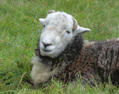 Herdwick sheep