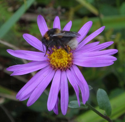 Buff Tailed bumblebee on daisy_Brantwood
