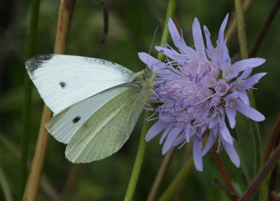Small White butterfly at Brantwood
