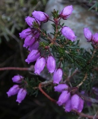 Heather on Fell above Coniston Water