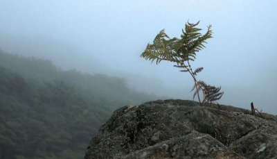 Bracken in morning mist above Coniston Water