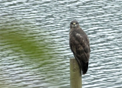 Buzzard by Coniston Water
