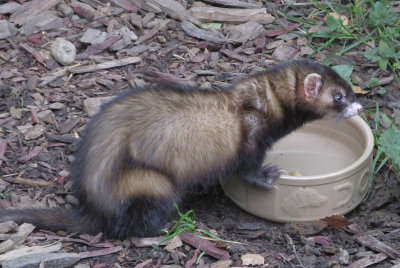 Polecat at Lake District Wildlife Park.