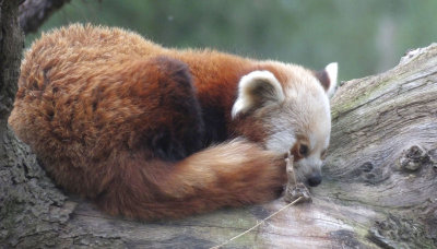 Red Panda at Lake District Wildlife Park