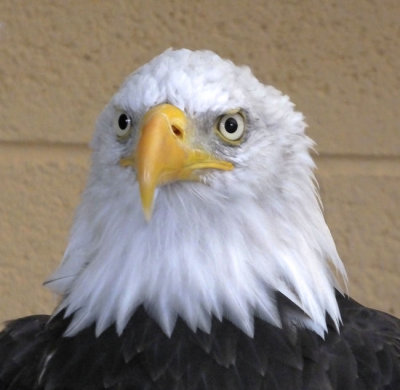 Bald Eagle at Lake District Wildlife Park
