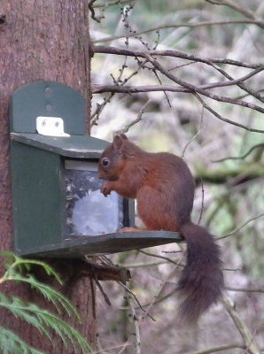 Red Squirrel at Whinlatter forest feeder