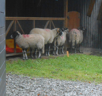 Sheltering Swaledales Lake Bank Estate