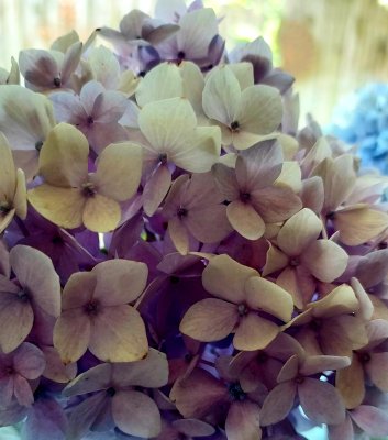 hydrangea