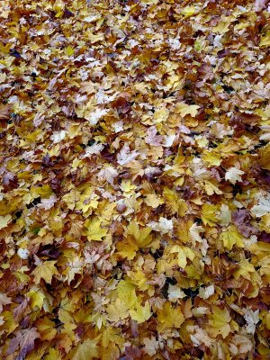 leaves