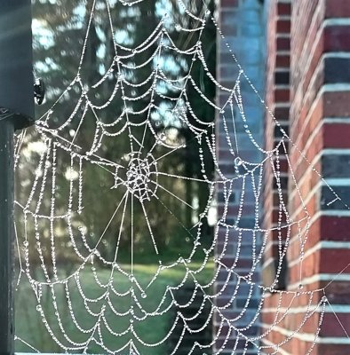 march fog droplets on spider web