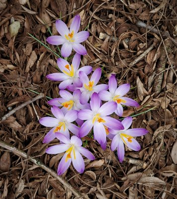 march crocus