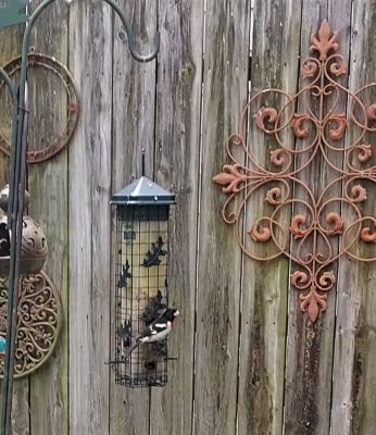 rose breasted grosbeak (1)