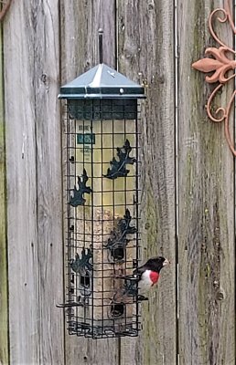 rose breasted grosbeak (3)