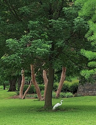 a walk in the park