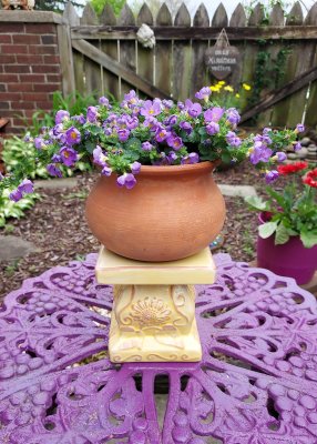 matching bacopa