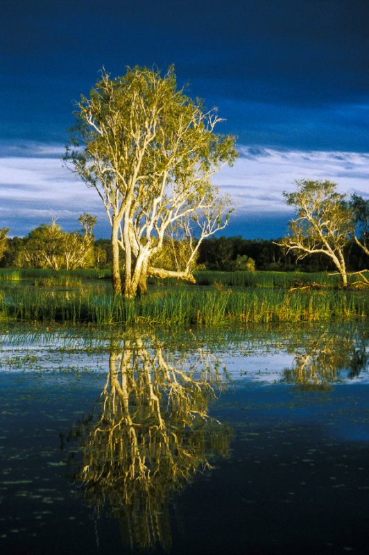 Paperbark, Yellow Waters, Kakadu National Park