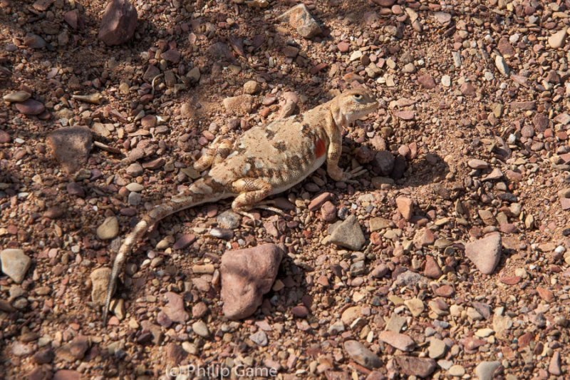 Desert life