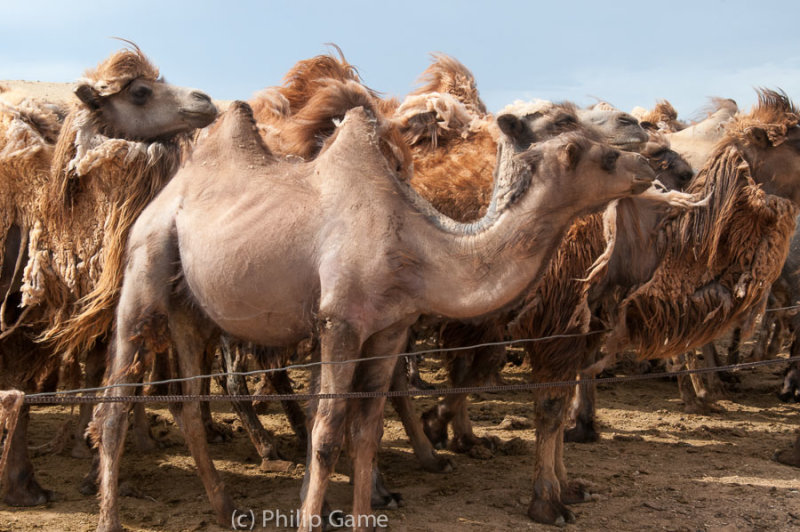 Some sheared already, others await their turn...