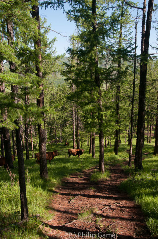 Pine forests on the slopes of the Uran Uul extinct volcano, northern Mongolia