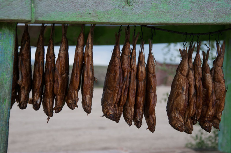 Smoked fish for sale, Orkhon Valley, northern Mongolia