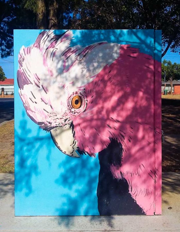 Native galah depicted in street art in a suburban park, Melbourne, Australia