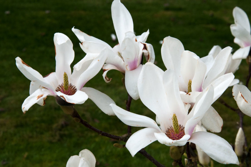 Magnolia in flower, Surrey