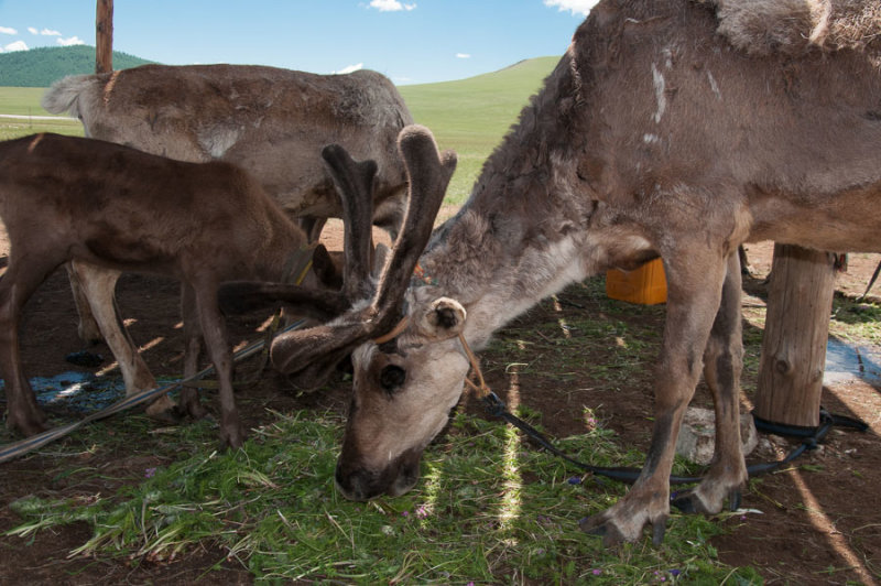 Reindeer kept by Tsataan people around Lake Khövsgöl, northern Mongolia