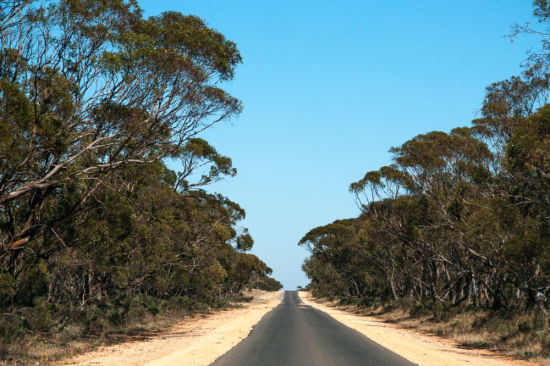 Country road near Speed in the Mallee region, Victoria