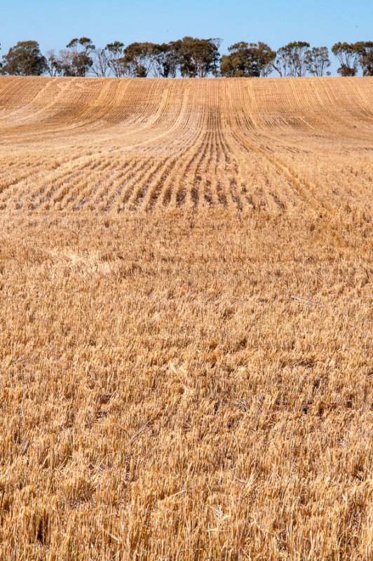 Wheat crop in the Mallee region