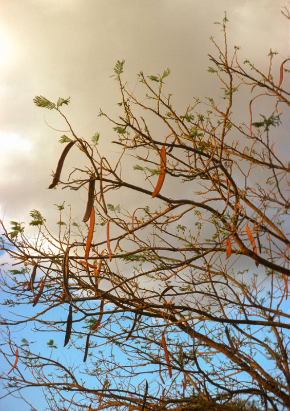 Street tree at dusk, Hughenden, Queensland