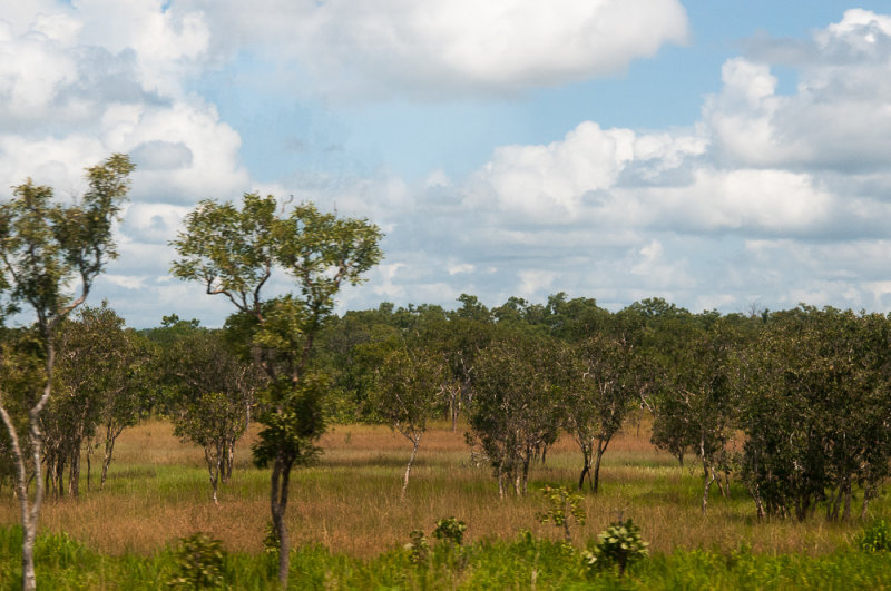 Monsoonal woodland south of Darwin