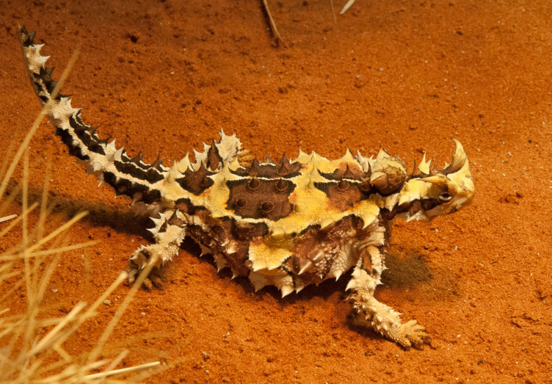 Off-train excursion: a Thorny Devil at Alice Springs Desert Park