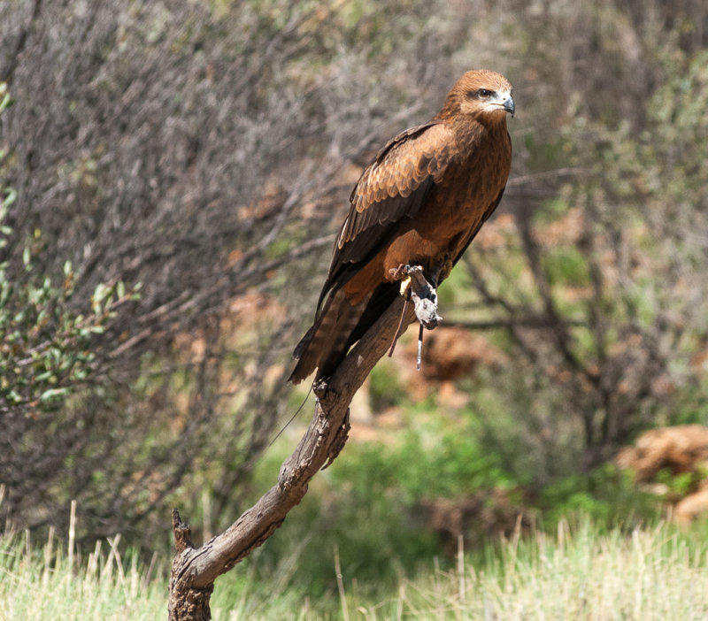 Brown falcon at Alice Springs Desert Park