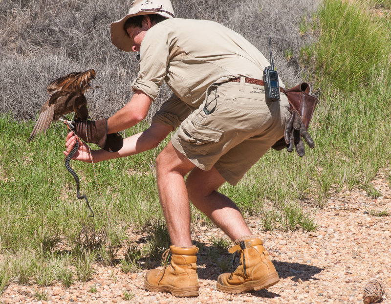 Training a brown falcon to hunt, Alice Springs Desert Park