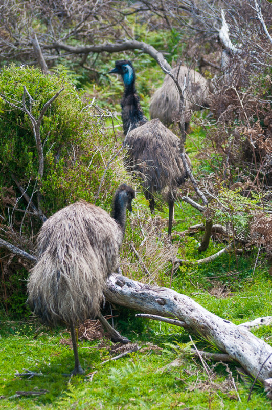 Emu parade on the flatlands around Darby River