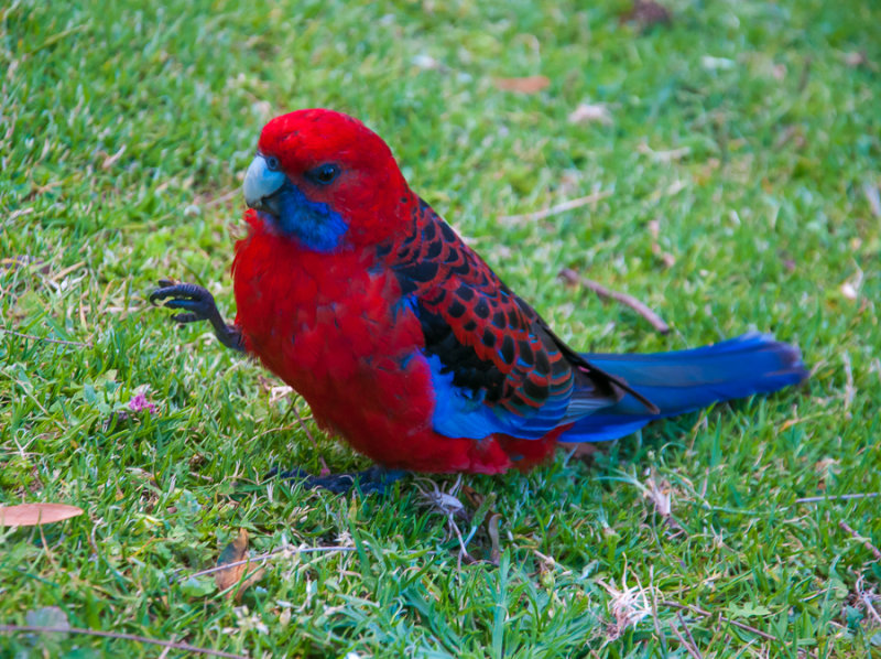 Crimson Rosella, a native parrot