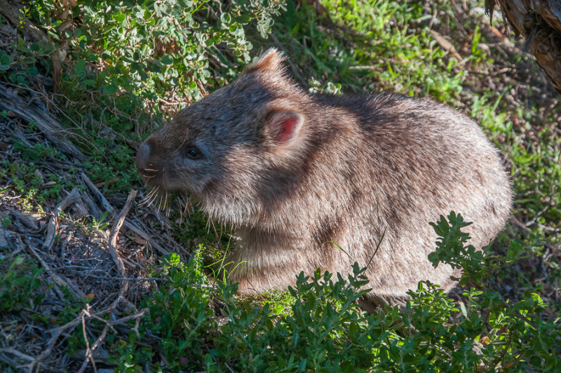 Common wombat at Tidal River