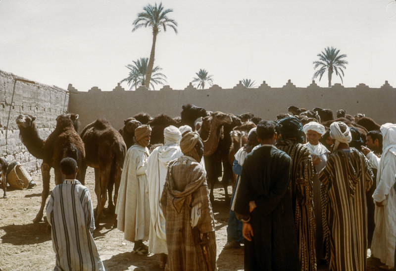 Camel market in Rissani, southern Morocco