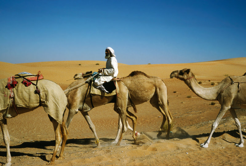 Bedouin camel train, even then a very rare sight