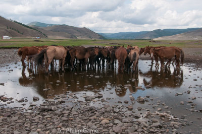 Semi-wild horses watering at a ford