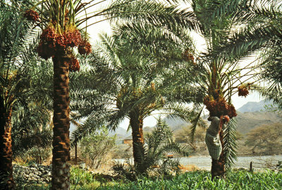 Date palms flourishing in an oasis