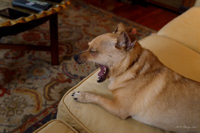 Day 5 - Pickles Big Yawn