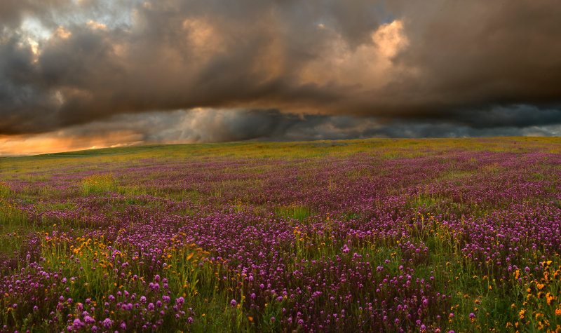 CA - Carrizo Plain 2.jpg