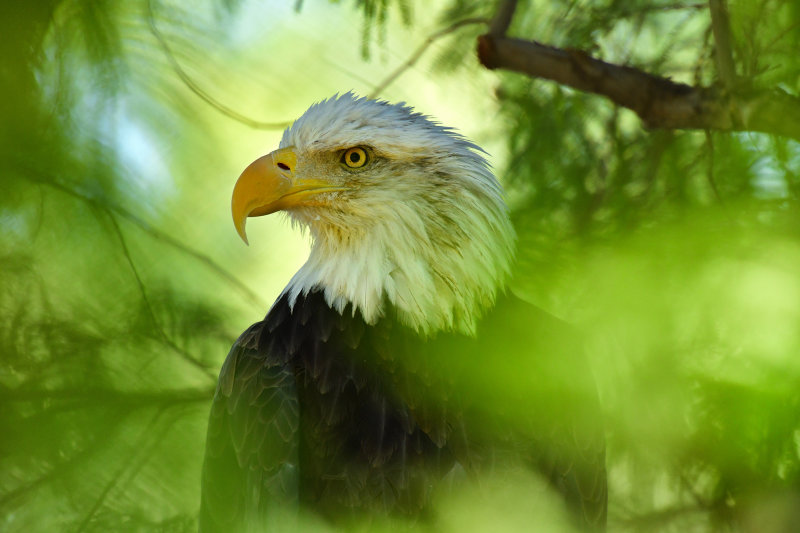 Bald Eagle 2.jpg