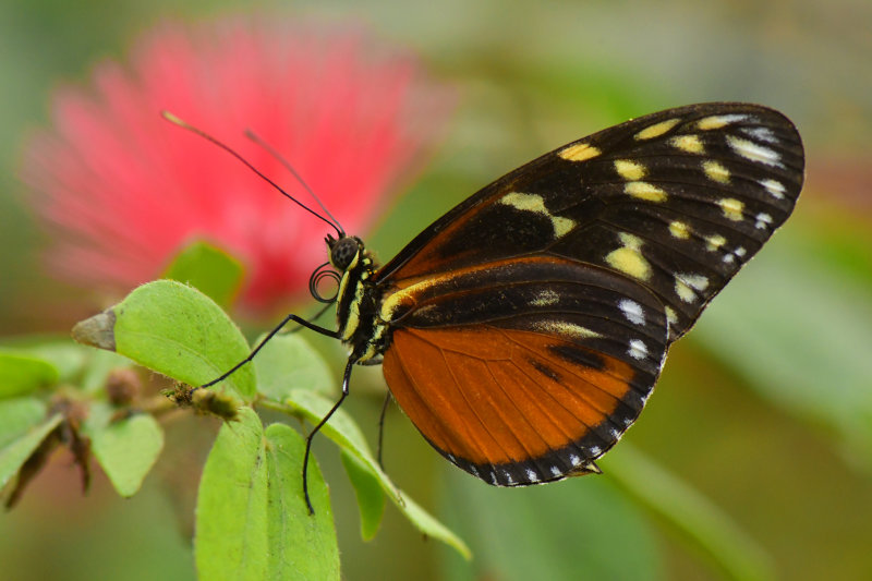 Tiger Longwing 3.jpg