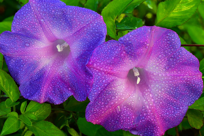 FL - Everglades NP Dew-drop Morning Glory 1.jpg