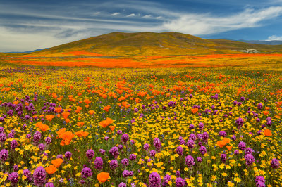 CA - Antelope Valley 1.jpg