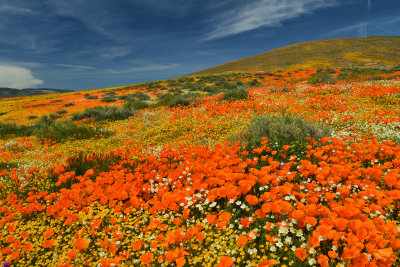 CA - Antelope Valley 2.jpg