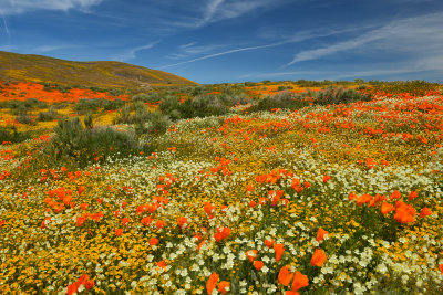 CA - Antelope Valley 3.jpg