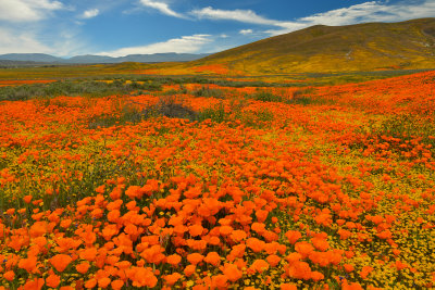 CA - Antelope Valley 6.jpg